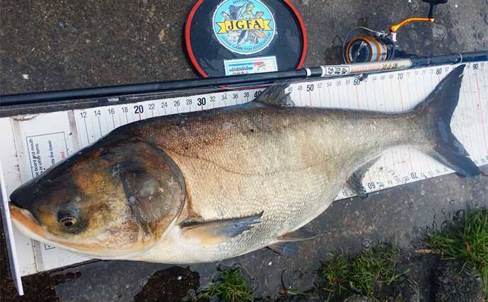 荒川温排水エリアでのハクレン釣りで本命10尾【埼玉】マッシュポテトエサに好反応