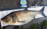 「荒川温排水エリアでのハクレン釣りで本命10尾【埼玉】マッシュポテトエサに好反応」の画像12