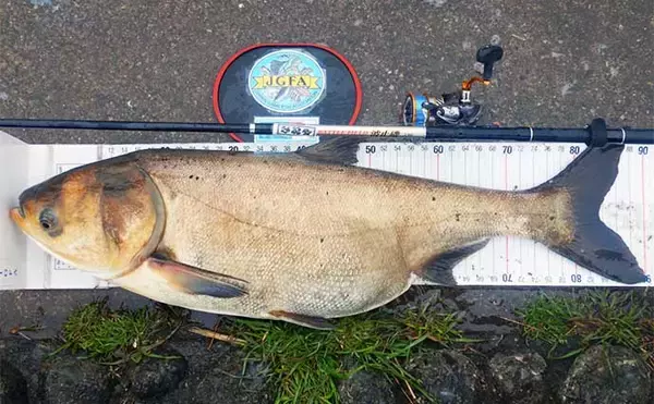 「荒川温排水エリアでのハクレン釣りで本命10尾【埼玉】マッシュポテトエサに好反応」の画像