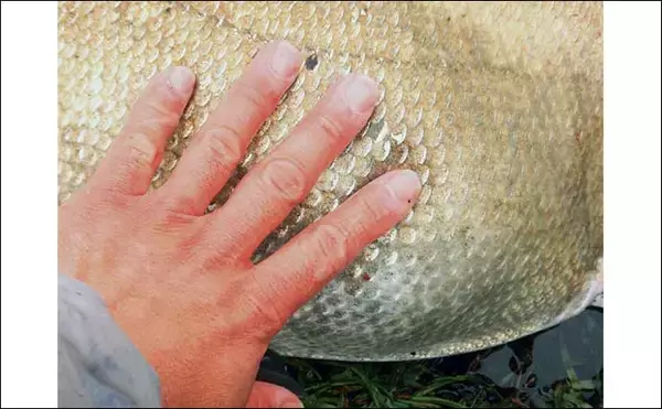 「荒川温排水エリアでのハクレン釣りで本命10尾【埼玉】マッシュポテトエサに好反応」の画像