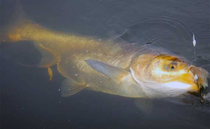 荒川温排水エリアでのハクレン釣りで本命10尾【埼玉】マッシュポテトエサに好反応