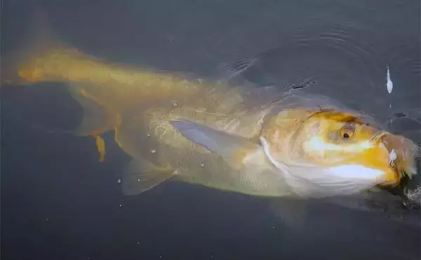 「荒川温排水エリアでのハクレン釣りで本命10尾【埼玉】マッシュポテトエサに好反応」の画像