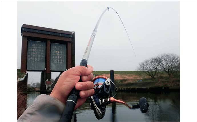 荒川温排水エリアでのハクレン釣りで本命10尾【埼玉】マッシュポテトエサに好反応