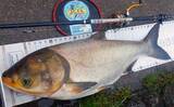 「荒川温排水エリアでのハクレン釣りで本命10尾【埼玉】マッシュポテトエサに好反応」の画像4