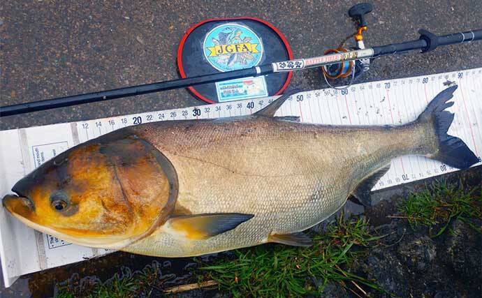 荒川温排水エリアでのハクレン釣りで本命10尾【埼玉】マッシュポテトエサに好反応