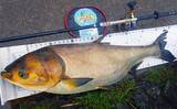「荒川温排水エリアでのハクレン釣りで本命10尾【埼玉】マッシュポテトエサに好反応」の画像5