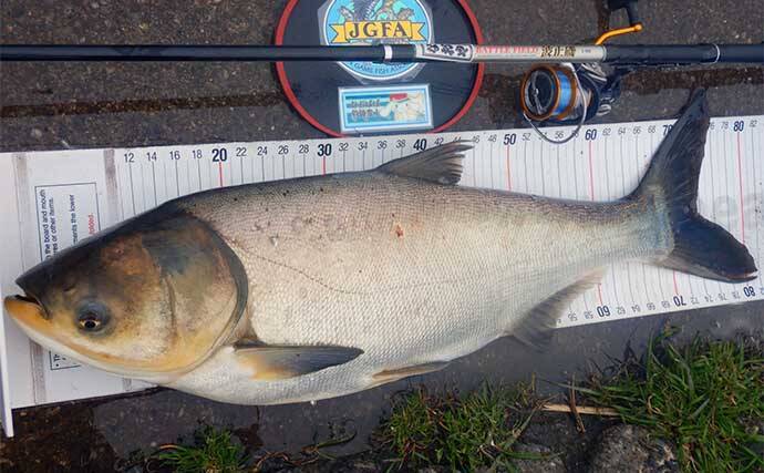 荒川温排水エリアでのハクレン釣りで本命10尾【埼玉】マッシュポテトエサに好反応