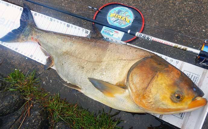 荒川温排水エリアでのハクレン釣りで本命10尾【埼玉】マッシュポテトエサに好反応