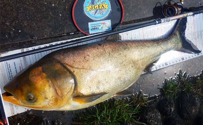 荒川温排水エリアでのハクレン釣りで本命10尾【埼玉】マッシュポテトエサに好反応