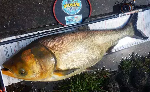 「荒川温排水エリアでのハクレン釣りで本命10尾【埼玉】マッシュポテトエサに好反応」の画像