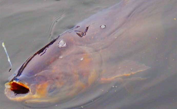 荒川温排水エリアでのハクレン釣りで本命10尾【埼玉】マッシュポテトエサに好反応