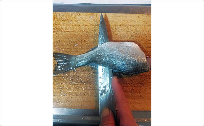 釣魚で作る「ビールのつまみ」レシピ：セイゴの青じそ揚げ　打ち粉で脂はね防止