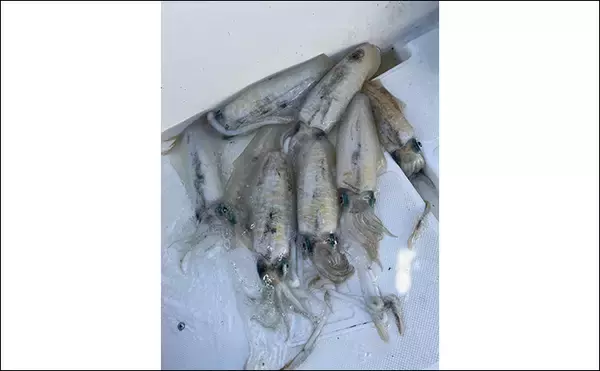 「「ボート釣りは自由が最高！」ティップランエギング・タイラバ・ジギングで多彩釣果【愛知】」の画像