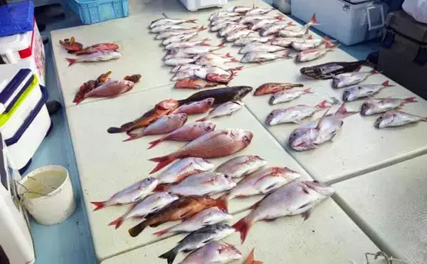 「【沖釣り釣果速報】大分沖のテンヤタチウオ釣りでドラゴン級や神龍サイズ続出！（大分・熊本）」の画像