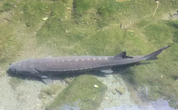 「チョウザメはキャビアだけじゃなかった？　刺身は旨味十分で美容にも良し！」の画像