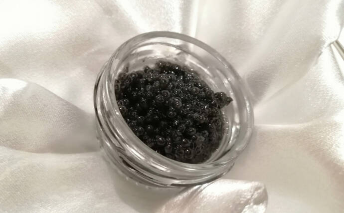 チョウザメはキャビアだけじゃなかった？　刺身は旨味十分で美容にも良し！