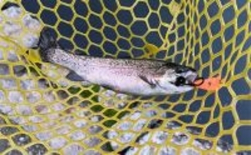 千早川マス釣り場でのエリアトラウト釣行【大阪】表層からボトムまでレンジ攻略に苦戦