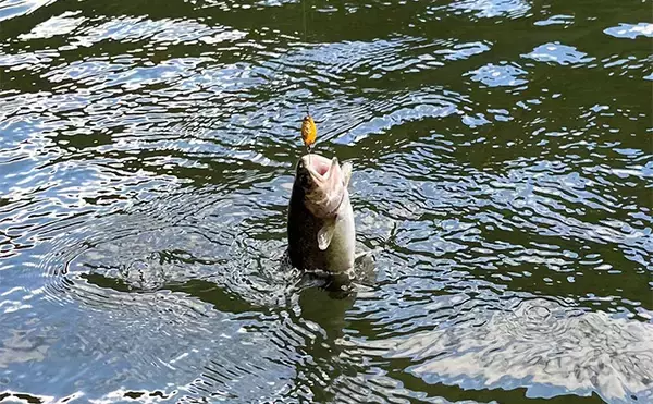 「千早川マス釣り場でのエリアトラウト釣行【大阪】表層からボトムまでレンジ攻略に苦戦」の画像