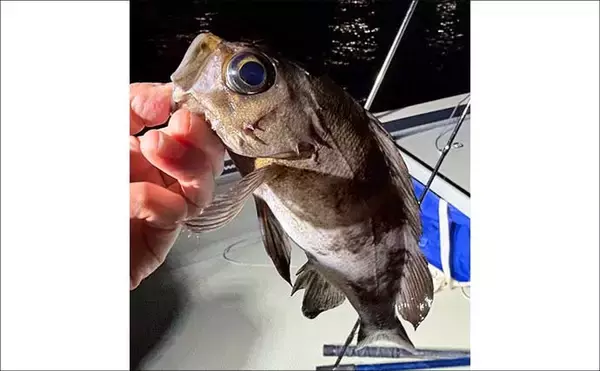 「東京湾のボートメバリング釣行で20cm級メバル登場！カサゴも好反応」の画像