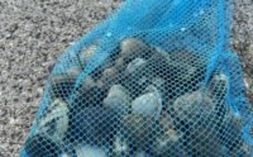 「なぜ？死んだアサリが沢山・・・」大潮の潮干狩りで本命発見も苦戦【岡山】