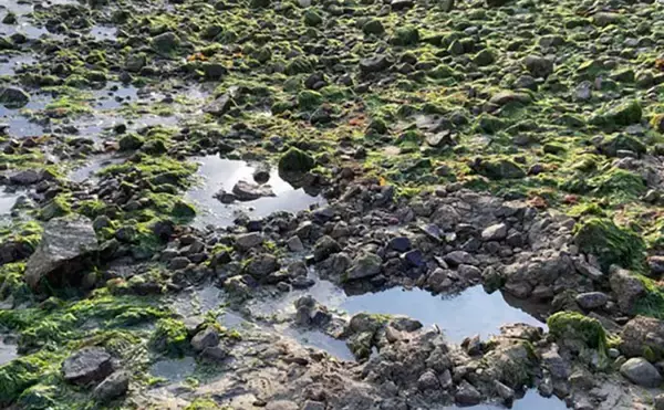「「なぜ？死んだアサリが沢山・・・」大潮の潮干狩りで本命発見も苦戦【岡山】」の画像