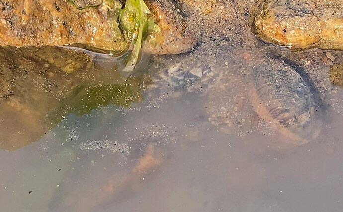 「なぜ？死んだアサリが沢山・・・」大潮の潮干狩りで本命発見も苦戦【岡山】