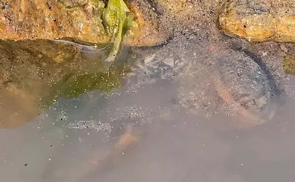 「「なぜ？死んだアサリが沢山・・・」大潮の潮干狩りで本命発見も苦戦【岡山】」の画像