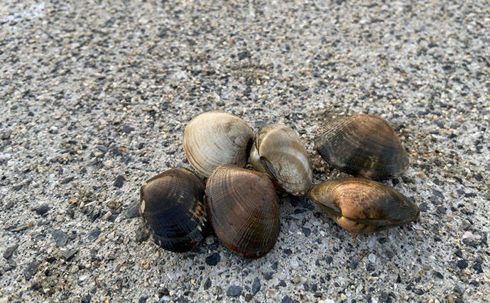 「なぜ？死んだアサリが沢山・・・」大潮の潮干狩りで本命発見も苦戦【岡山】