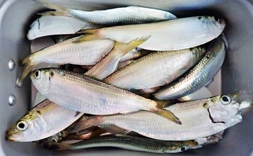 まきエサなしでサッパが鈴なり【三重】堤防「ジグサビキ」釣りで入れ食いを満喫！