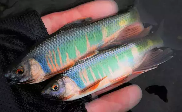 「埼玉県で子供と一緒に清流エサ釣り満喫　婚姻色に染まる美しい魚と対面」の画像