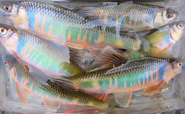 「埼玉県で子供と一緒に清流エサ釣り満喫　婚姻色に染まる美しい魚と対面」の画像