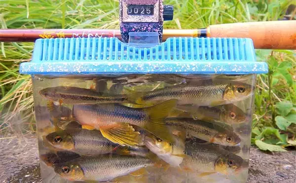 「埼玉県で子供と一緒に清流エサ釣り満喫　婚姻色に染まる美しい魚と対面」の画像