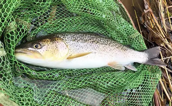 「渓流釣りの2大ランディングネット【クレモナ糸とラバーのメリット・デメリット】」の画像