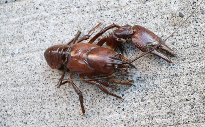 各地で増殖中の「淡水のロブスター」こと『ウチダザリガニ』　外来生物だけど超美味！