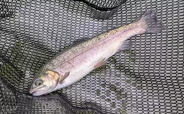 「解禁初日の『フィッシングキャンプエリア瑞江』で入れ食い満喫【岐阜】大物もお目見え」の画像