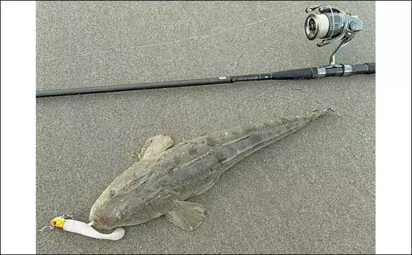 「サーフルアーフィッシングで55cm良型マゴチをキャッチ【豊橋】地形読み＆ルアーローテが決め手」の画像