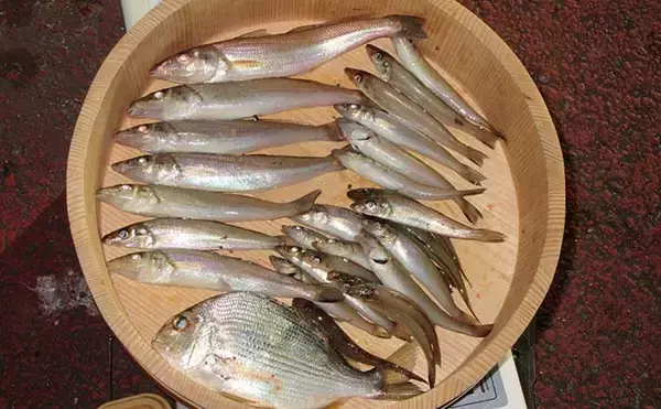 晩秋の和歌山で落ちギスを追う　北塩屋海岸＆紀の川河口で良型交え好調