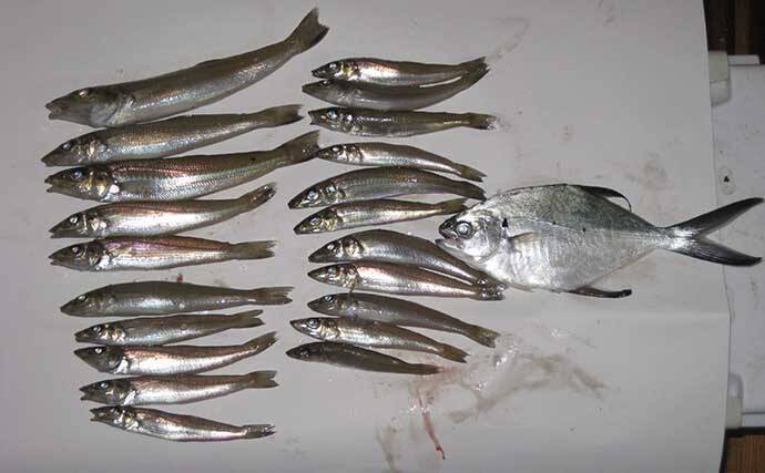 晩秋の和歌山で落ちギスを追う　北塩屋海岸＆紀の川河口で良型交え好調