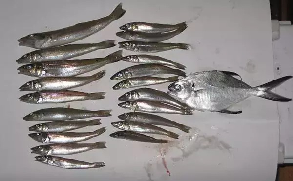 「晩秋の和歌山で落ちギスを追う　北塩屋海岸＆紀の川河口で良型交え好調」の画像