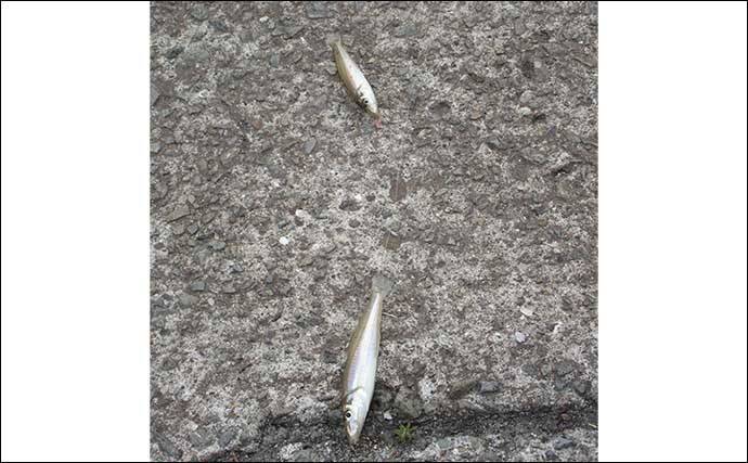 晩秋の和歌山で落ちギスを追う　北塩屋海岸＆紀の川河口で良型交え好調