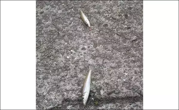 「晩秋の和歌山で落ちギスを追う　北塩屋海岸＆紀の川河口で良型交え好調」の画像