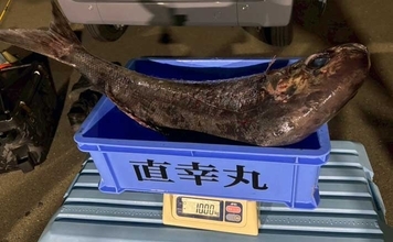 浦島グリのメダイ釣りで11.6kgの大型降臨！【福井】本命16匹＆マダイ15匹と大漁