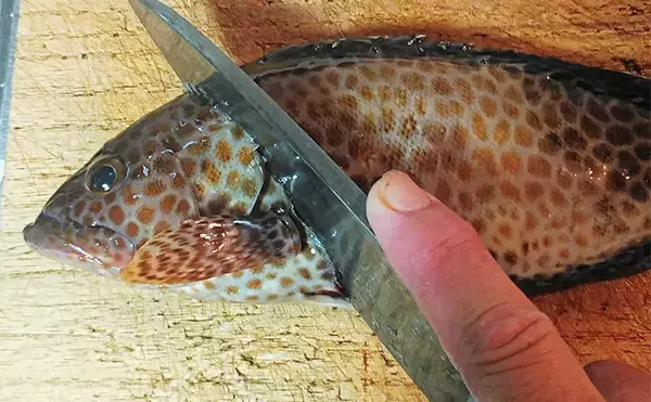 「釣魚で作る「漁師めし」レシピ：オオモンハタのからしじょう油　ご飯と相性抜群」の画像