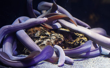 ヌタウナギの【厄介なヌメヌメ】が新たな産業を生む？　100%自然に還る新素材が開発される