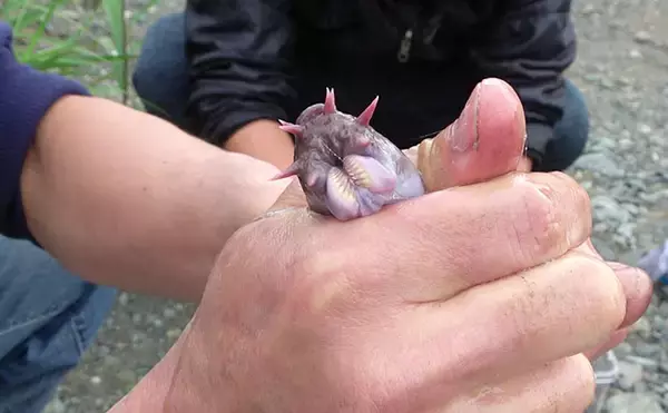 「ヌタウナギの【厄介なヌメヌメ】が新たな産業を生む？　100%自然に還る新素材が開発される」の画像