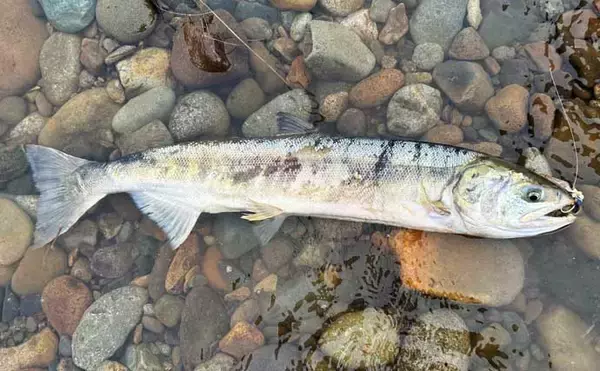 「鮭川の鮭有効利用調査で良型73cm4.6kg浮上！【山形】仲間は念願の初サケを手に」の画像