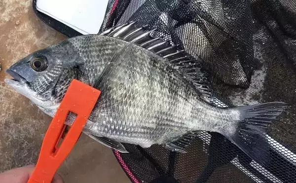 「「釣りに目覚まし時計が必須？」 カカリ釣りであって良かったもの3選」の画像