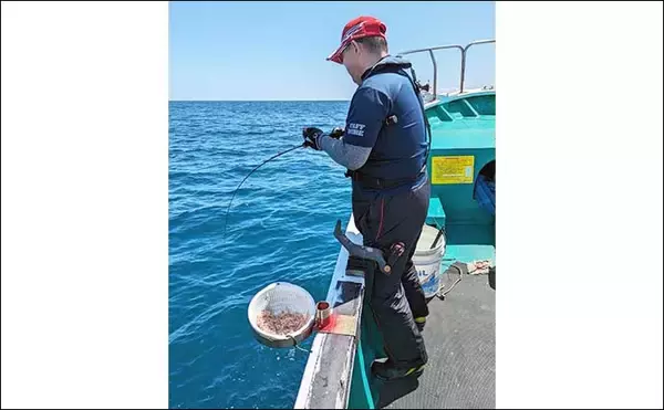 「オキアミ五目船でイシダイに大型イサギ＆アジと美味魚乱舞【和歌山・良丸】」の画像