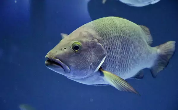 同じ魚なのに生息場所によって【有毒か無毒か】が分かれるってどういうこと？