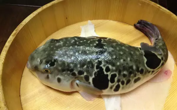 「同じ魚なのに生息場所によって【有毒か無毒か】が分かれるってどういうこと？」の画像